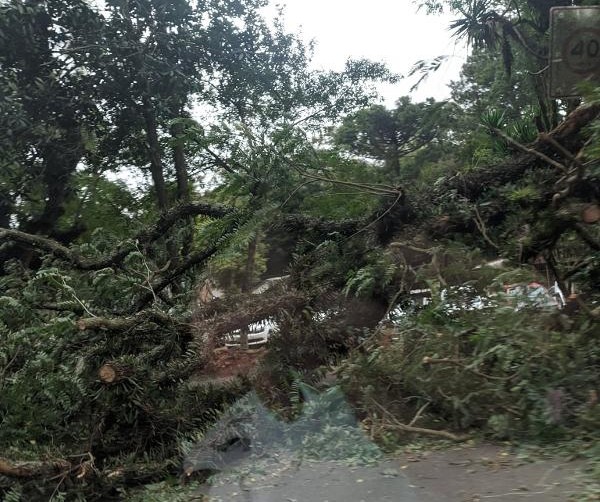 Uma mata caída no teu terreno não te&nbsp;pertence